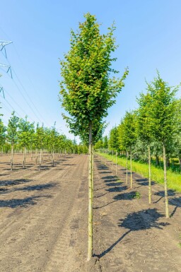 Carpinus betulus 'Lucas' hoogstam