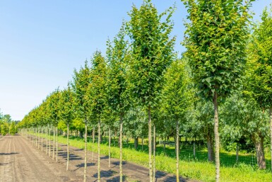 Carpinus betulus 'Lucas' hoogstam 18/20