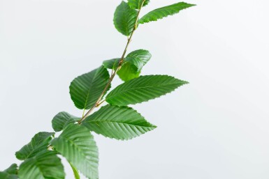 Carpinus betulus 'Lucas' hoogstam 18/20