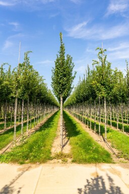Carpinus betulus 'Lucas' hoogstam 18/20