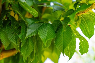 Carpinus betulus 'Lucas' hoogstam 18/20