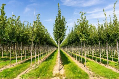 Carpinus betulus 'Lucas' hoogstam 18/20