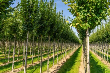 Carpinus betulus 'Lucas' hoogstam 18/20
