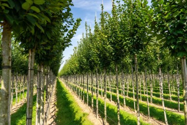 Carpinus betulus 'Lucas' hoogstam 18/20