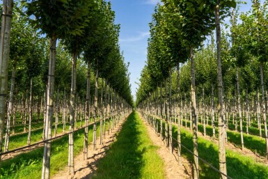 Carpinus betulus 'Lucas' hoogstam 18/20
