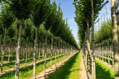 Carpinus betulus 'Lucas' hoogstam 18/20