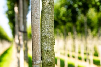 Carpinus betulus 'Lucas' hoogstam 18/20