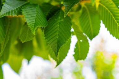 Carpinus betulus 'Lucas' hoogstam 18/20
