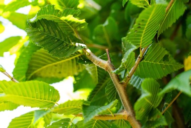 Carpinus betulus 'Lucas' hoogstam 18/20