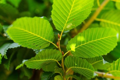 Carpinus betulus 'Lucas' hoogstam 18/20