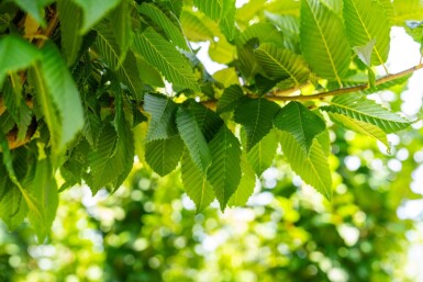 Carpinus betulus 'Lucas' hoogstam 18/20