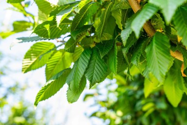 Carpinus betulus 'Lucas' hoogstam 18/20