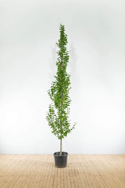 Carpinus betulus 'Lucas' beveerd 14/16