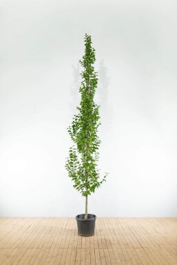 Carpinus betulus 'Lucas' beveerd 14/16