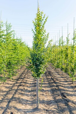 Carpinus betulus 'Lucas' beveerd 14/16