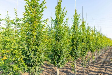 Carpinus betulus 'Lucas' beveerd 14/16