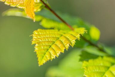 Carpinus betulus 'Lucas' beveerd 14/16