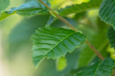 Carpinus betulus 'Lucas' beveerd 14/16