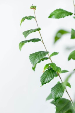 Carpinus betulus 'Lucas' beveerd 14/16