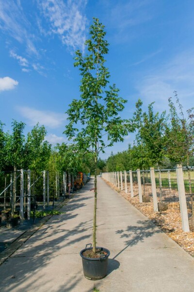 Carya illinoinensis hoogstam
