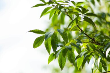 Carya illinoinensis hoogstam