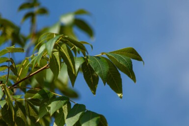Carya illinoinensis hoogstam