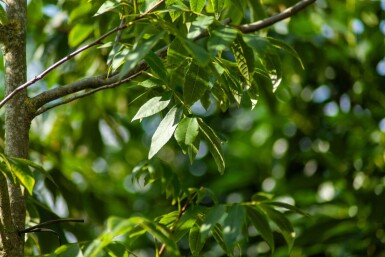 Carya illinoinensis hoogstam