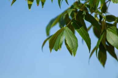 Carya illinoinensis hoogstam
