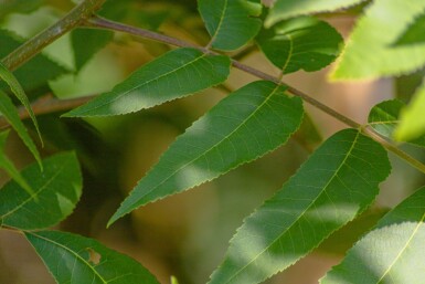 Carya illinoinensis hoogstam