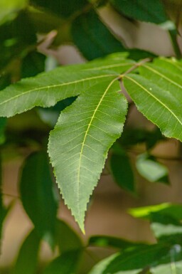 Carya illinoinensis hoogstam