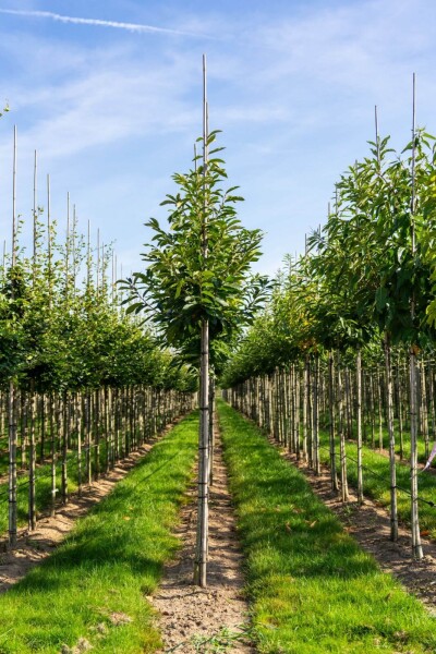 Castanea sativa hoogstam 12/14
