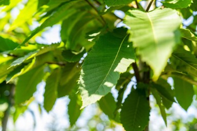 Castanea sativa hoogstam