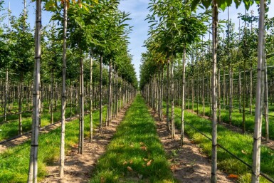 Castanea sativa hoogstam 12/14