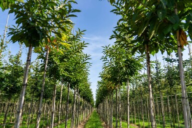 Castanea sativa hoogstam 12/14