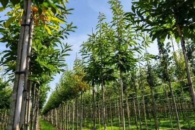 Castanea sativa hoogstam 12/14