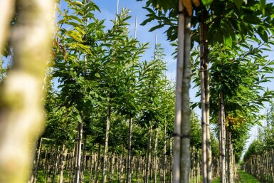 Castanea sativa hoogstam 12/14