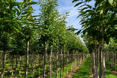 Castanea sativa hoogstam 12/14