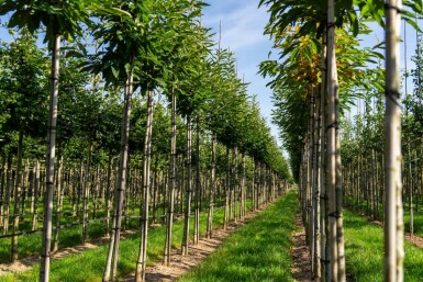 Castanea sativa hoogstam 12/14