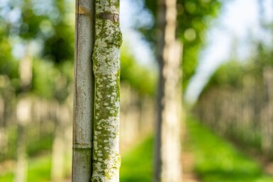 Castanea sativa hoogstam 12/14