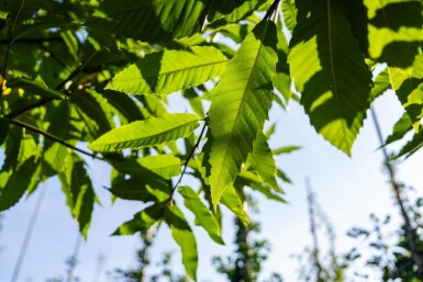 Castanea sativa hoogstam 12/14