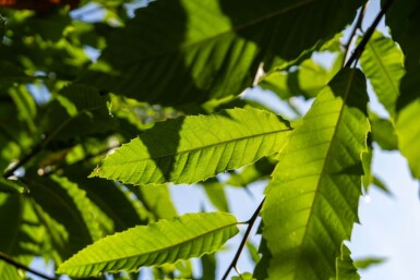 Castanea sativa hoogstam 12/14