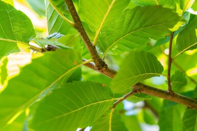Castanea sativa hoogstam 12/14
