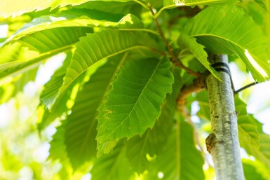 Castanea sativa hoogstam 12/14