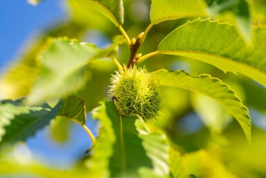 Castanea sativa hoogstam 12/14