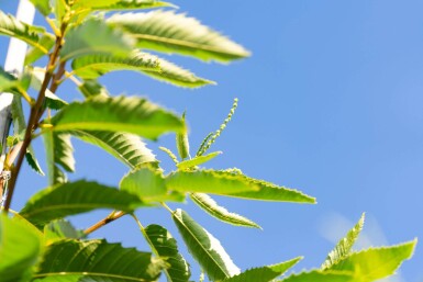 Castanea sativa hoogstam 12/14