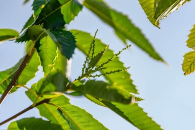 Castanea sativa hoogstam 12/14