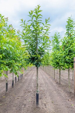 Castanea sativa hoogstam 12/14