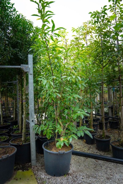 Castanea sativa meerstammig 200-250