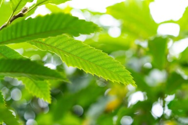 Castanea sativa meerstammig
