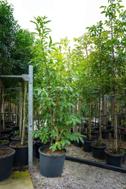 Castanea sativa meerstammig 200-250